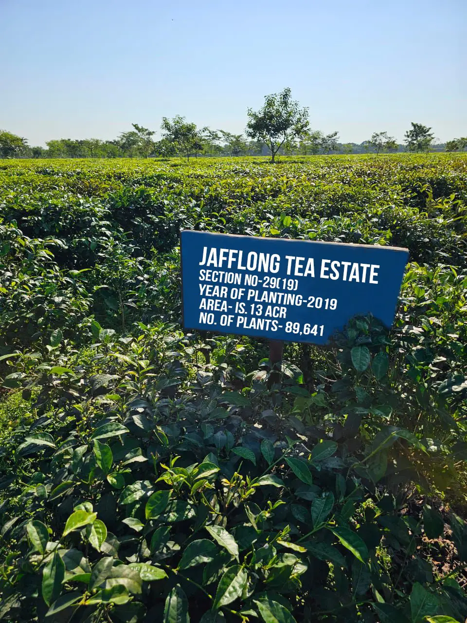 Jafflong Tea Company Ltd.