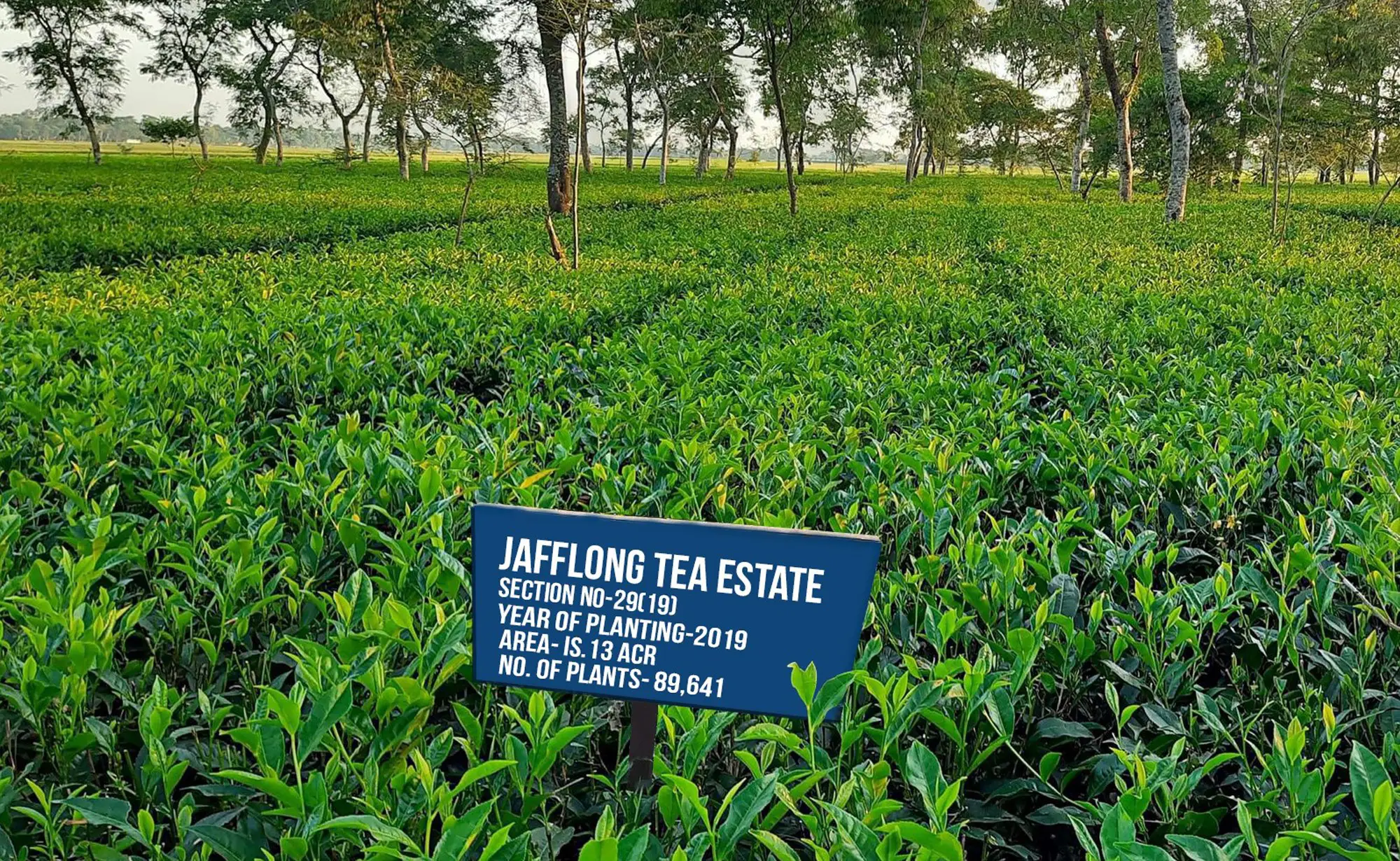Jafflong Tea Company Ltd.