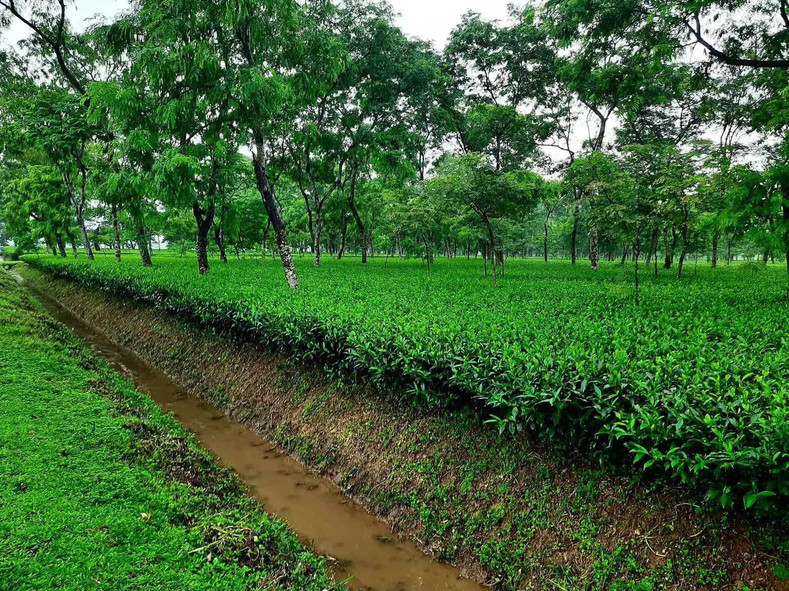 Jafflong Tea Company Ltd.