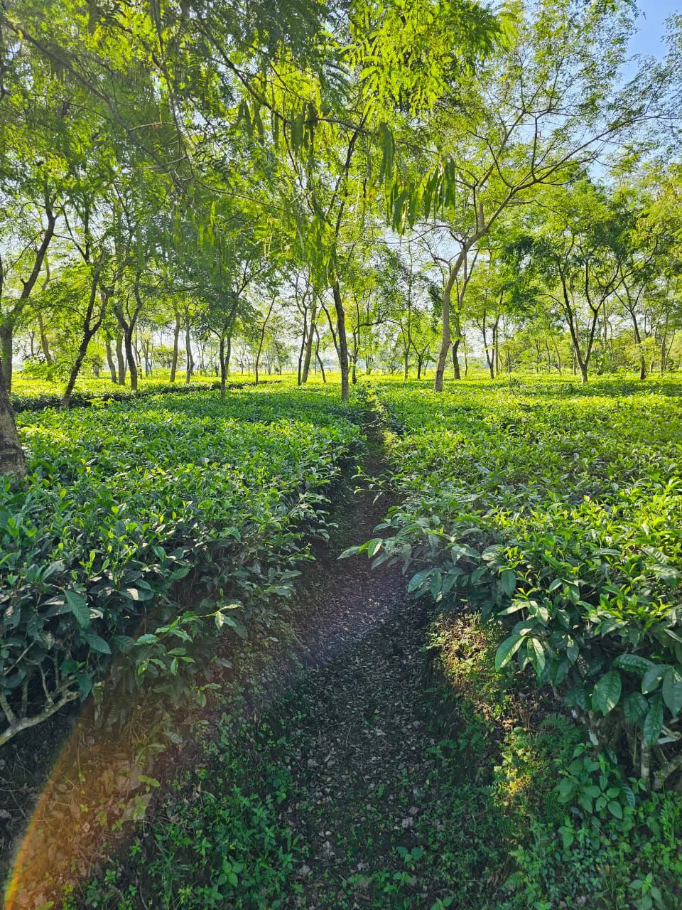 Jafflong Tea Company Ltd.