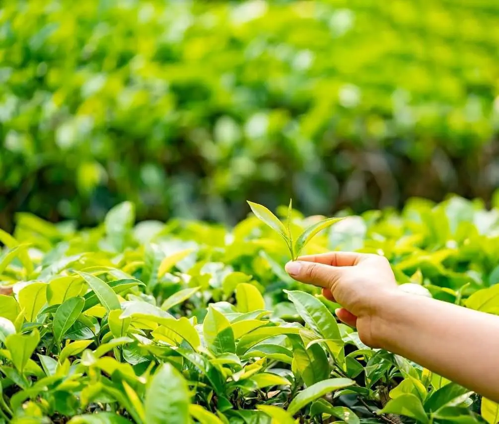 Jafflong Tea Company Ltd.